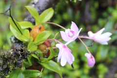 Dendrobium anamalayanum